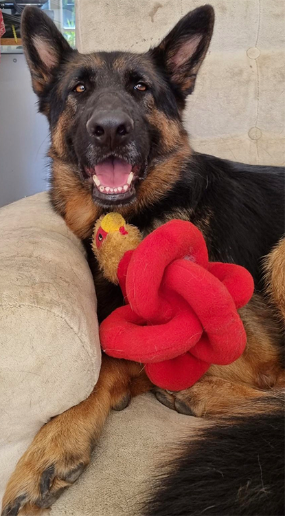 A German Shepherd Dog with his squeaky toy.